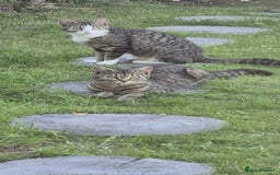 Bengal cats for sale: Beautiful Female Kittens - Image 10