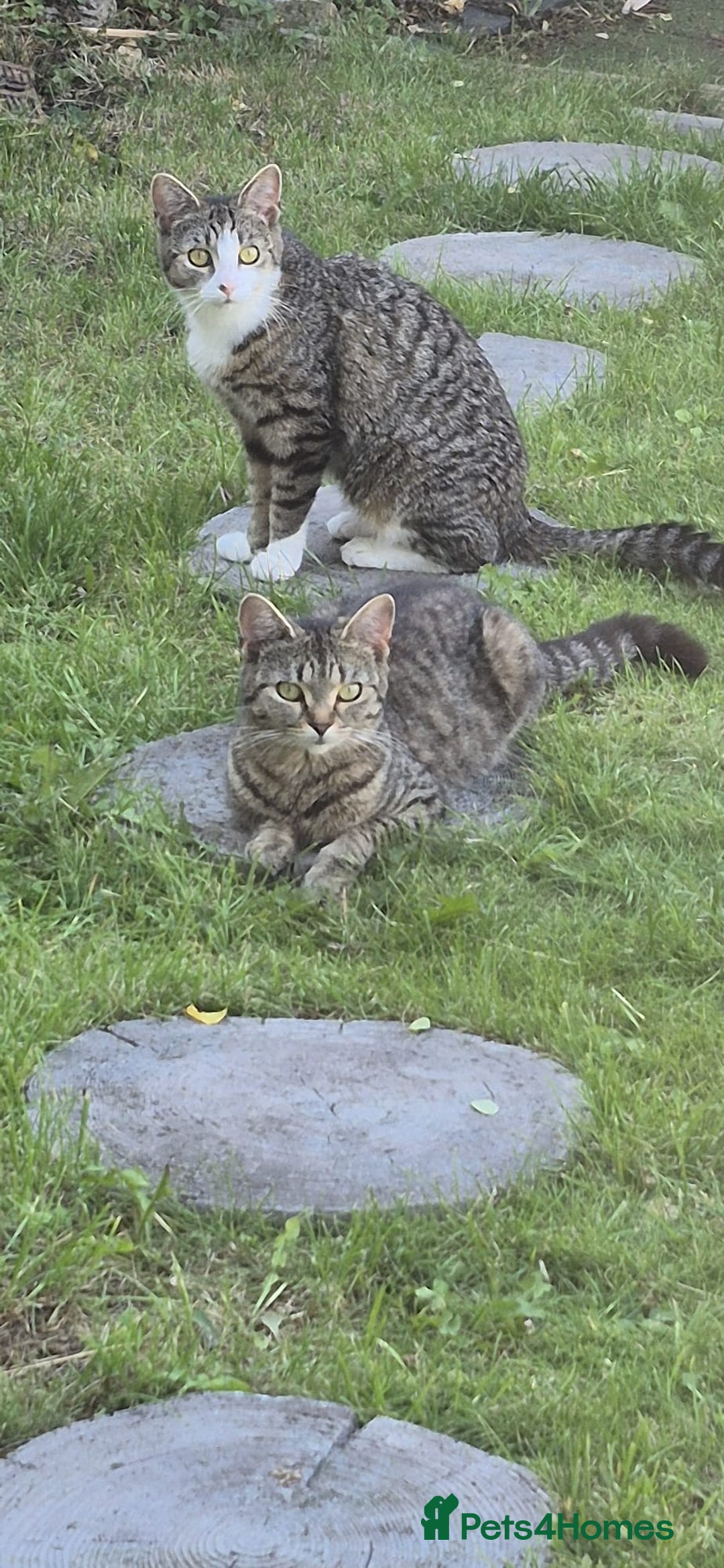 Bengal cats for sale: Beautiful Female Kittens - Image 10