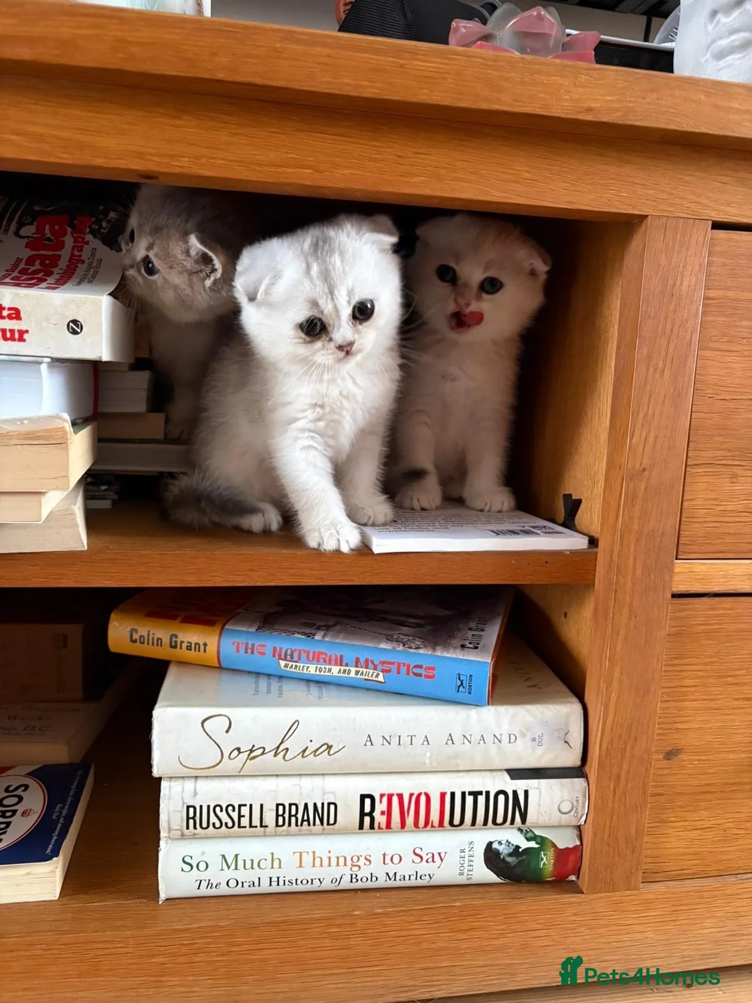 Scottish Fold cats for sale: Scottish Fold Kittens - 2 girls 1 boy  - Advert 2