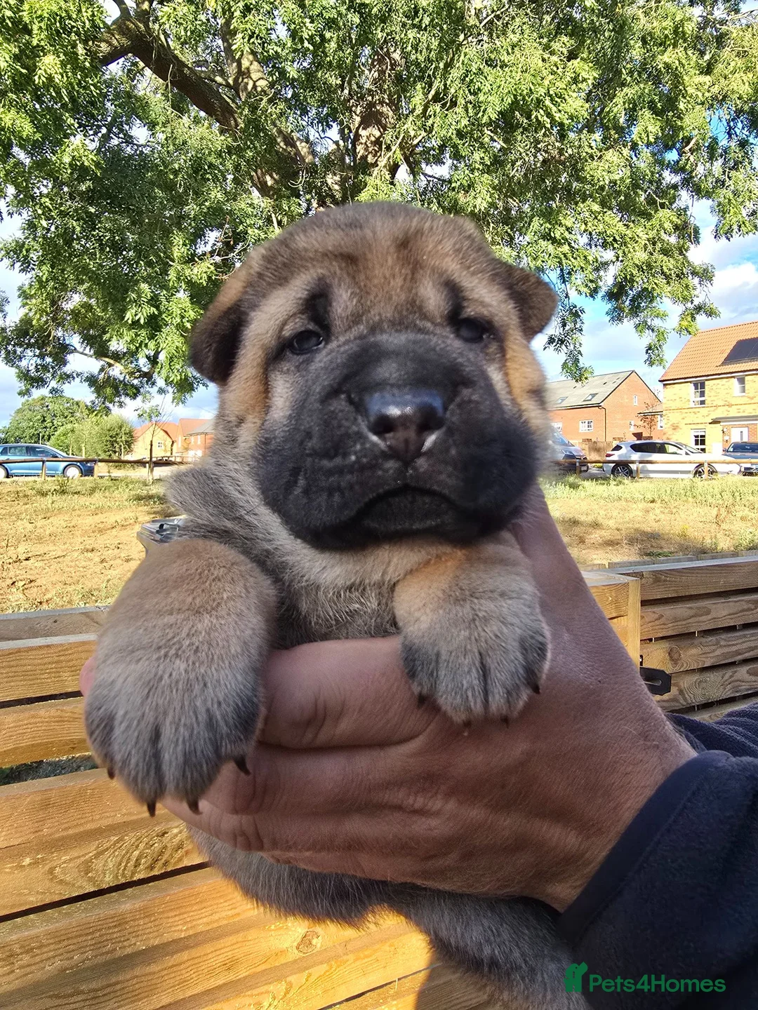 Mixed Breed dogs for sale: Shepard Peis - Advert 1