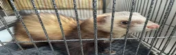 Ferret rodents for sale: Male ferret for sale - Advert 2