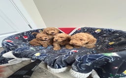 Cockapoo dogs for sale: 9 weeks old Cockapoo puppies  - Image 2