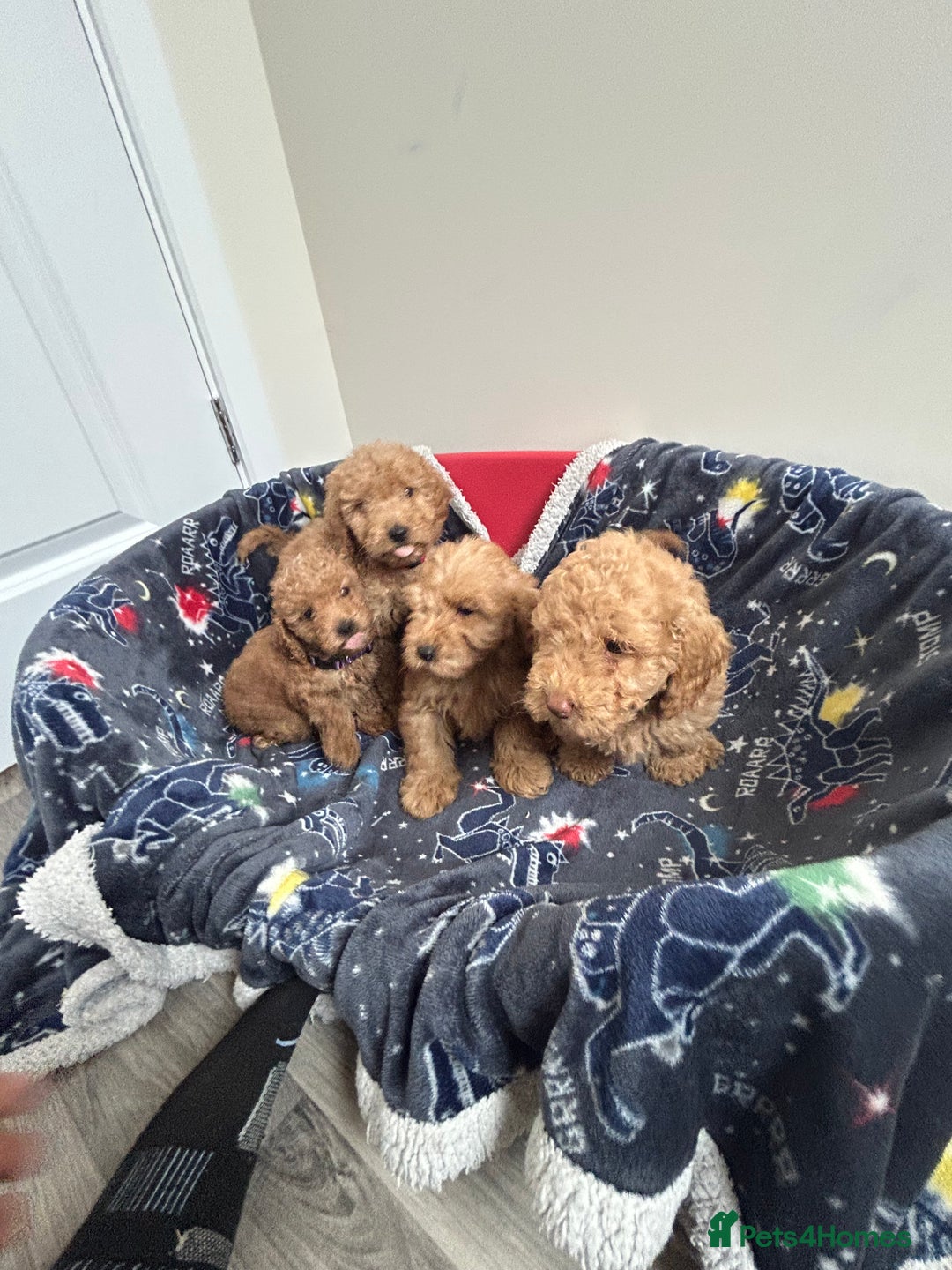 Cockapoo dogs for sale: 9 weeks old Cockapoo puppies  - Image 2