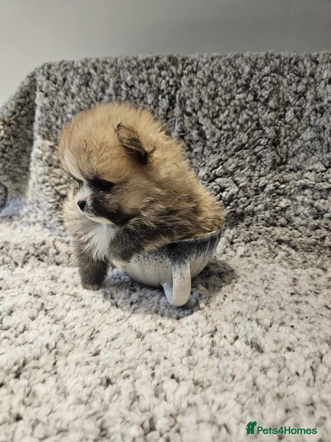 Pomeranian dogs for sale: Adorable mini Pomeranian ❤ - Advert 12