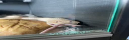 Snake reptiles for sale: Albino Hognose Snake - Advert 12