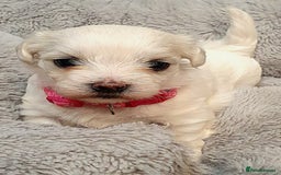 Maltese dogs for sale: Maltese Puppy KC Registred 9 weeks old London EN5 - Image 22