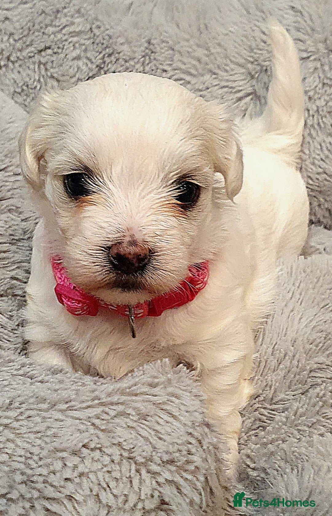 Maltese dogs for sale: Maltese Puppy KC Registred 9 weeks old London EN5 - Image 22