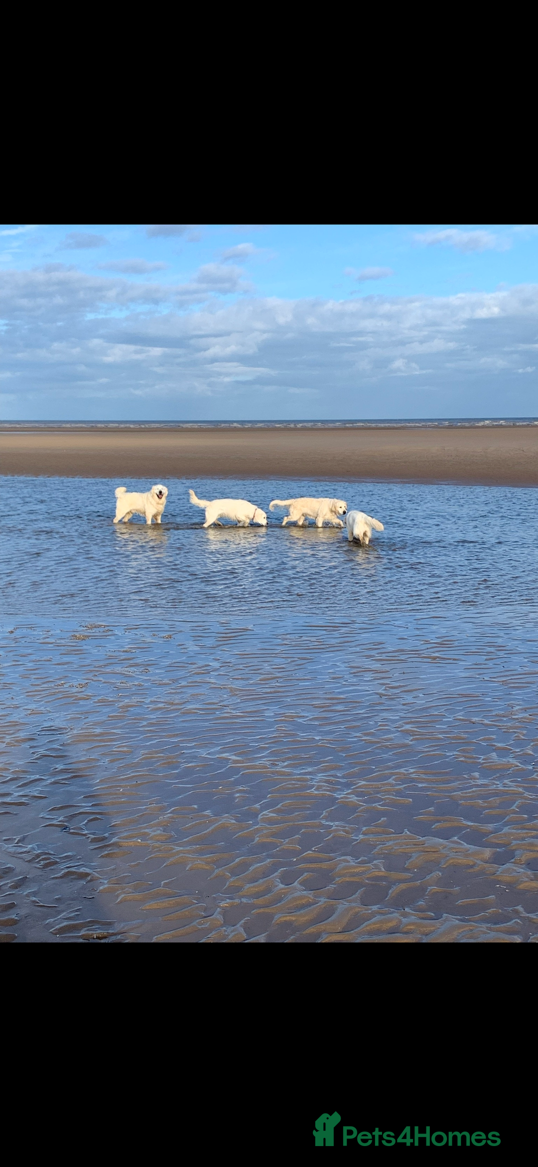 Golden Retriever dogs for sale: Health Tested Parents cream Golden Retriever Puppy - Advert 11