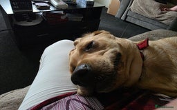 Labrador Retriever dogs for sale: Yellow labrador female 16 months old  - Image 3