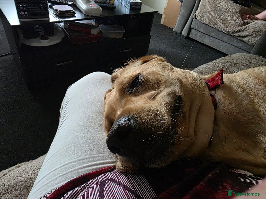 Labrador Retriever dogs for sale: Yellow labrador female 16 months old  - Image 3