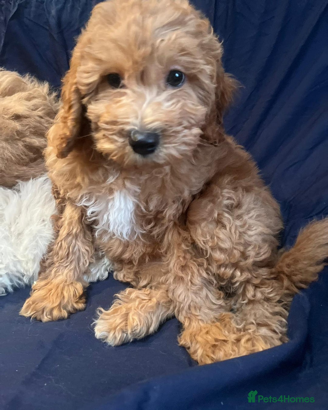 Cavapoo dogs for sale: Cavapoo puppy's  - Image 4