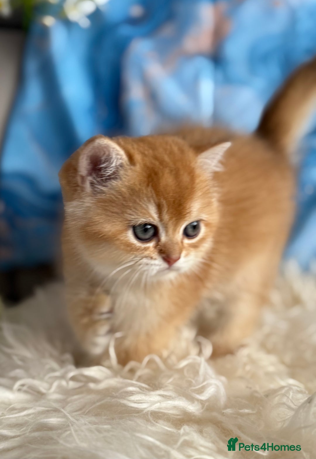 British Shorthair cats for sale: ✨ Golden BSH girls Looking for Loving Homes ✨ - Advert 14