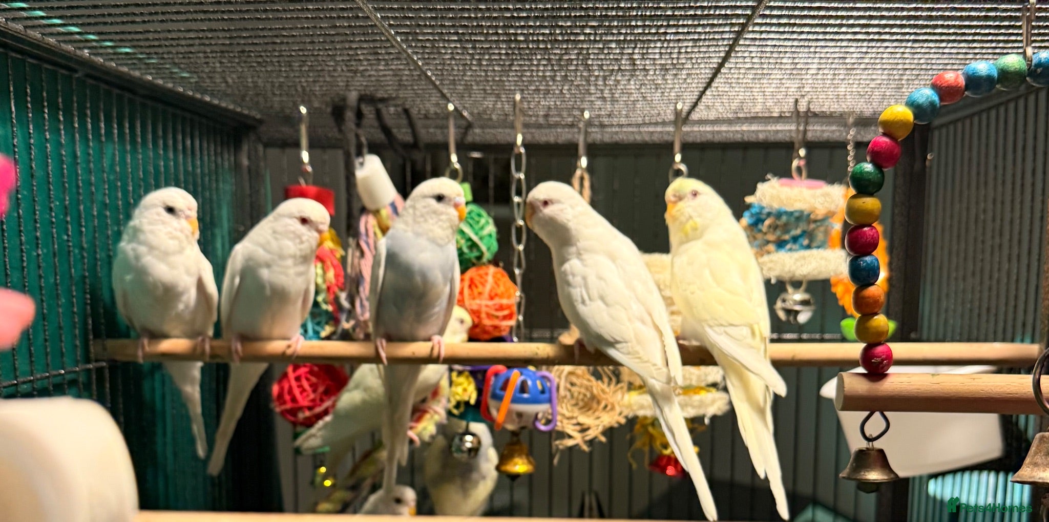 Budgerigars birds young  budgies available  Wa7  area   - Advert 2