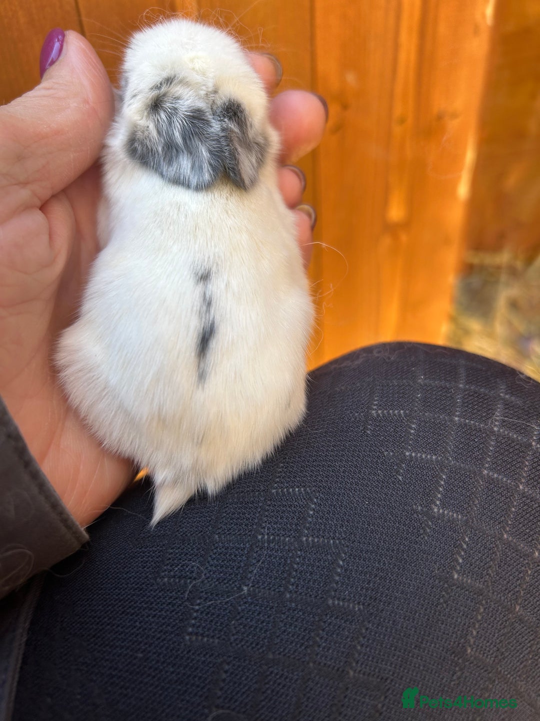 Netherland Dwarf rabbits for sale: Beautiful Mini lop and Netherland dwarf bunnies  - Advert 21