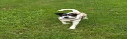 Jack Russell dogs for sale: Karen Norman - Advert 3