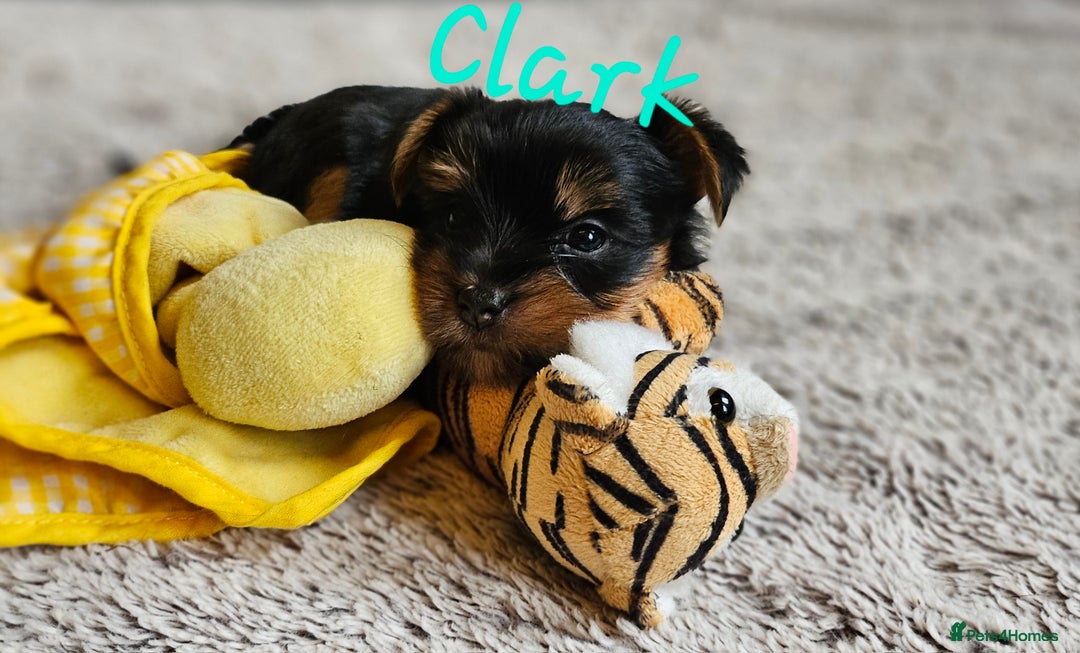 Yorkshire Terrier dogs for sale: miniature toy yorkie pups - Image 17