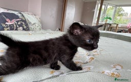 Bengal cats for sale: Bengal kittens 4 pure bangals 5 bengal x kittens - Image 8