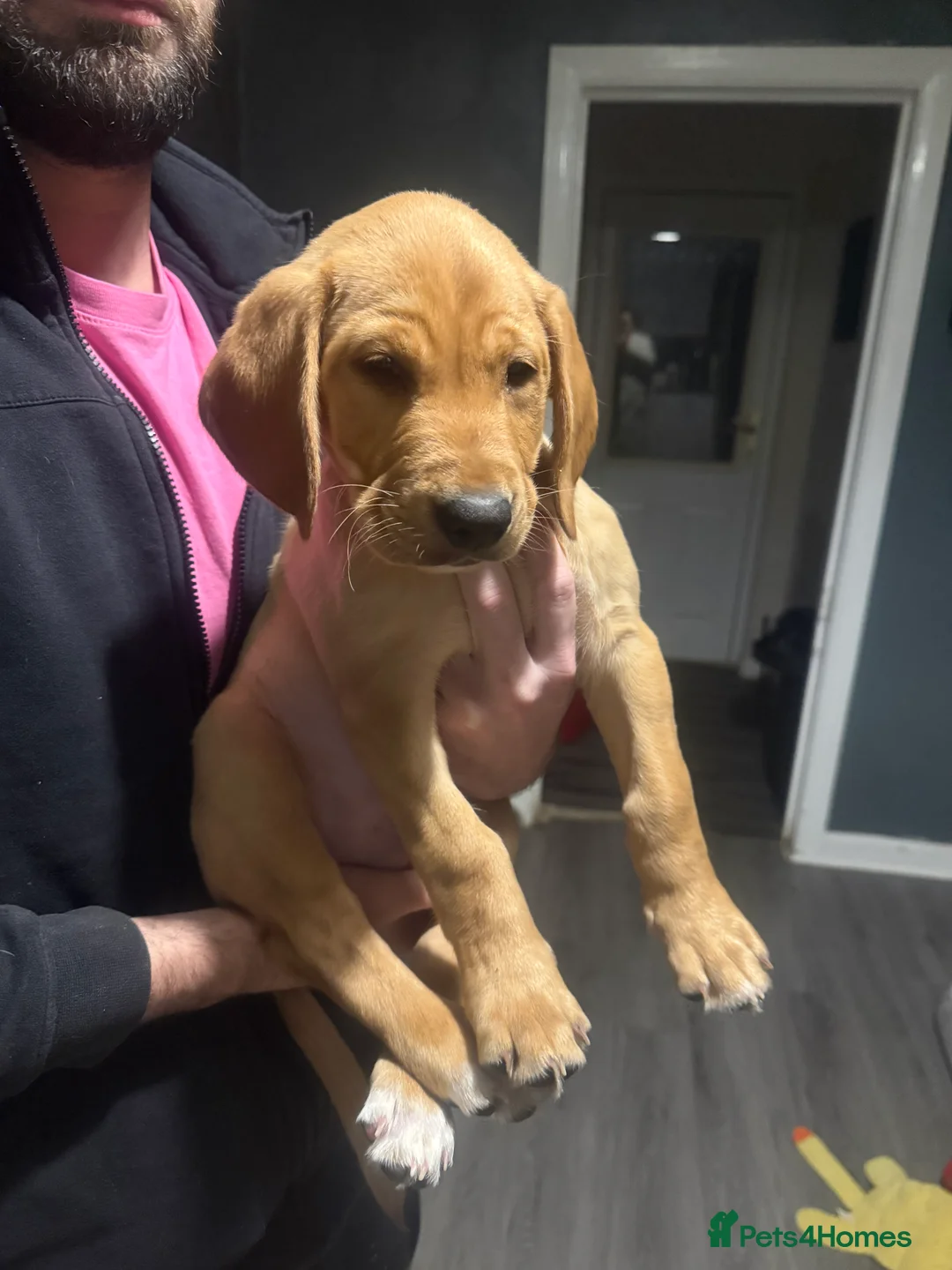 Labrador Retriever dogs for sale: Labradors ready to leave now!! - Advert 5