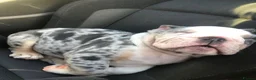 English Bulldog dogs for stud: Buster – Blue Merle Tri Stud - Advert 8