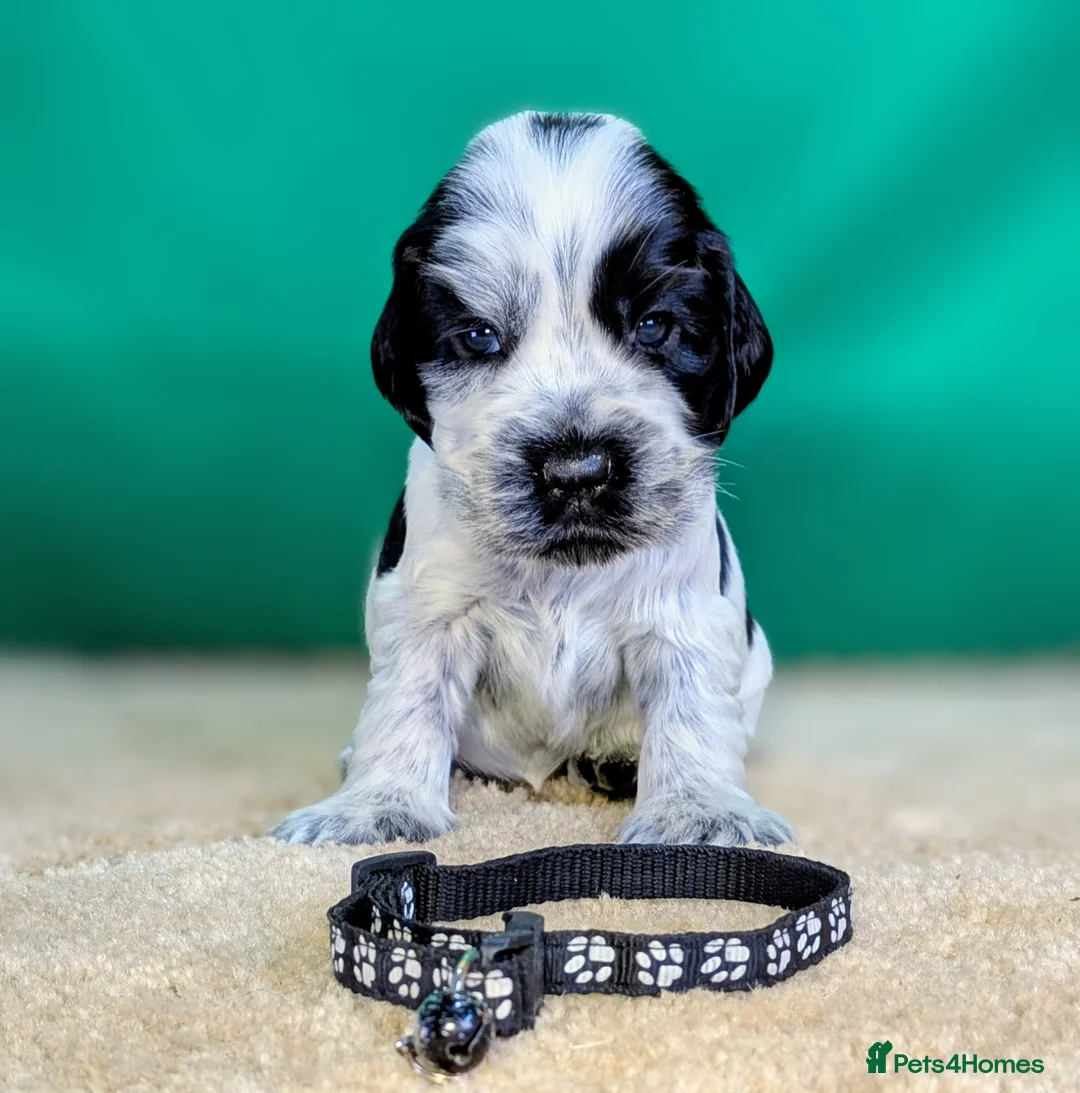 Cocker Spaniel dogs for sale: Beautiful Show Cocker Spaniel Puppies. - Advert 1