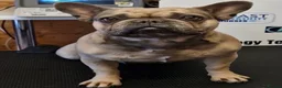 French Bulldog dogs for sale: 6 year old female for sale  - Advert 3