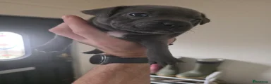 Staffordshire Bull Terrier 4