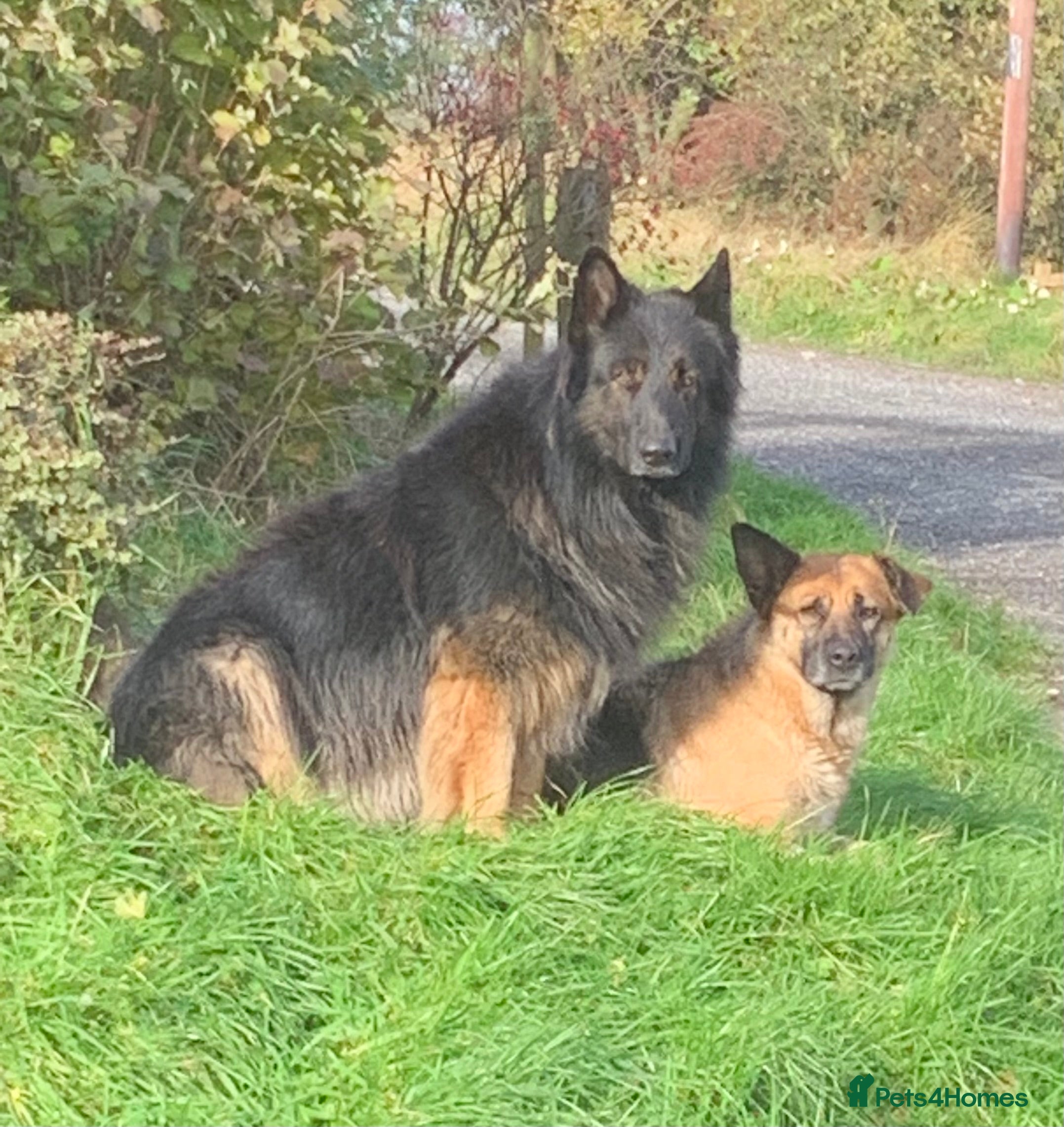 German Shepherd dogs German Shepherd Puppy - Advert 2