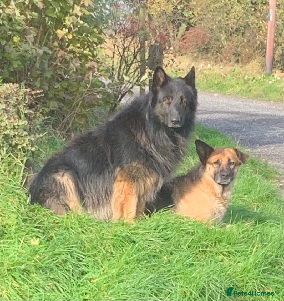 German Shepherd dogs for sale: German Shepherd Puppy - Advert 1