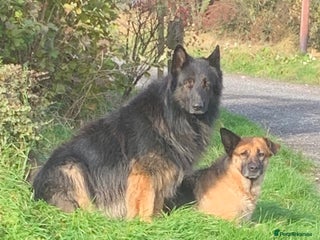 German Shepherd dogs German Shepherd Puppy - Advert 4