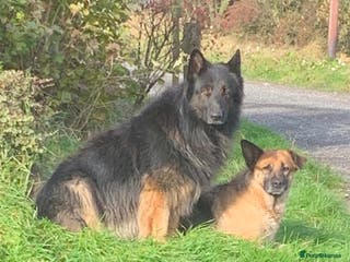 German Shepherd dogs German Shepherd Puppy - Advert 14