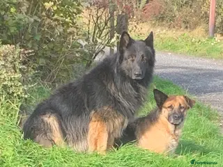 German Shepherd dogs German Shepherd Puppy - Advert 9