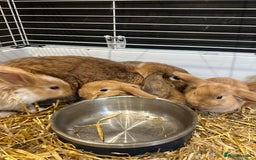 Mini Lop rabbits for sale: Mini lop babies for sale. Ready October 18th - Image 26