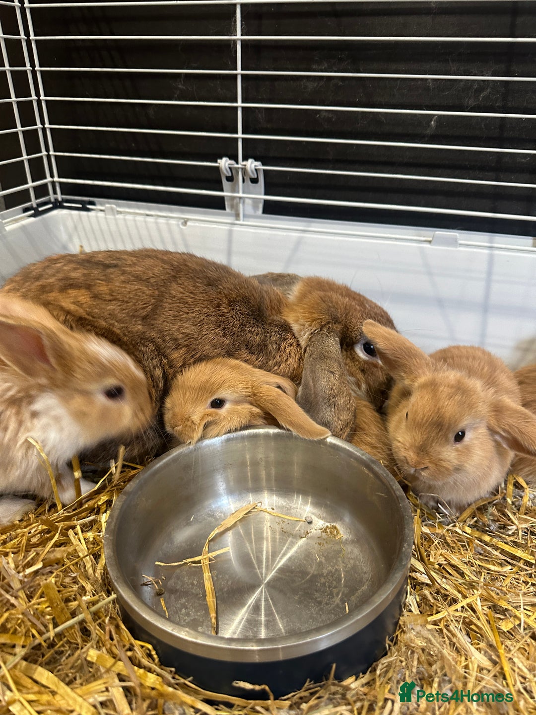 Mini Lop rabbits for sale: Mini lop babies for sale. Ready October 18th - Image 26