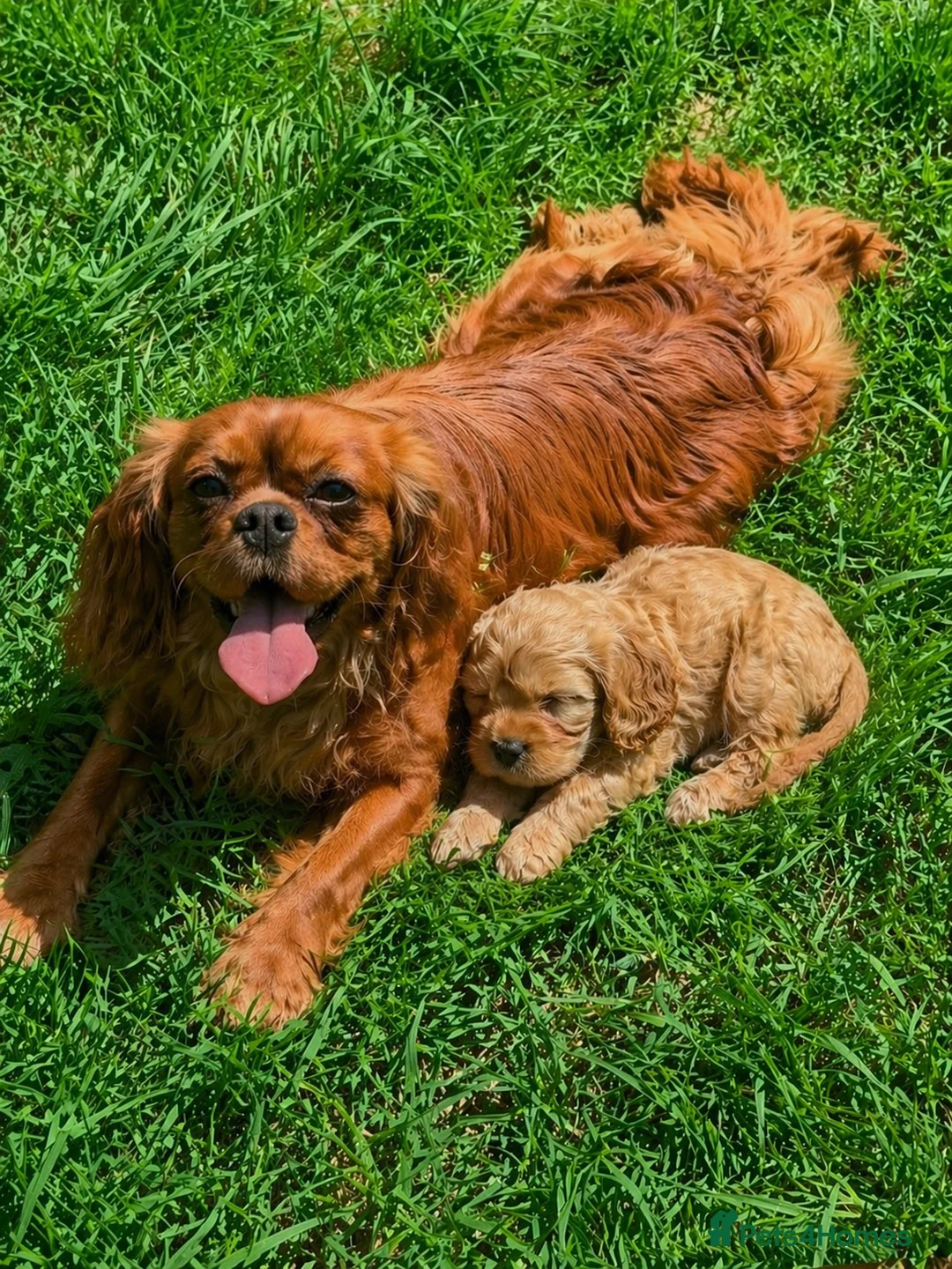 Cavapoo dogs for sale: Our Special Cavapoo Baby Girl   - Advert 2