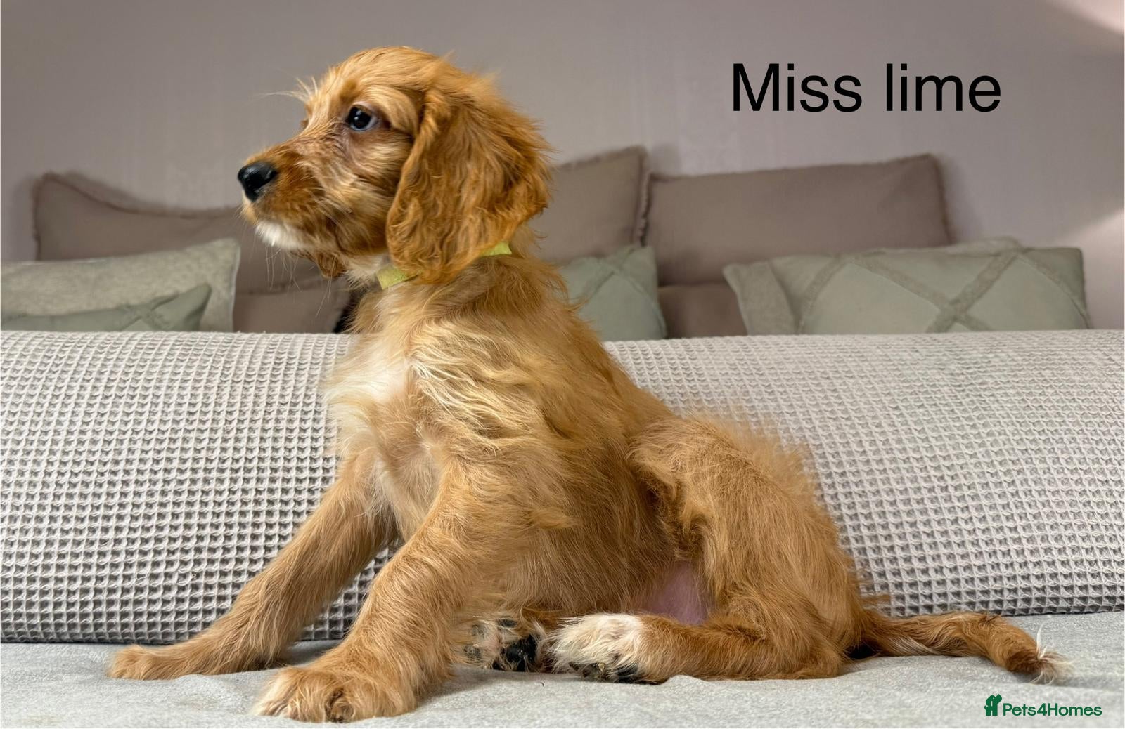 Irish Doodle dogs The perfect Doodle - Advert 2