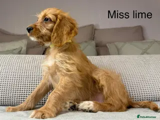 Irish Doodle dogs The perfect Doodle - Advert 4