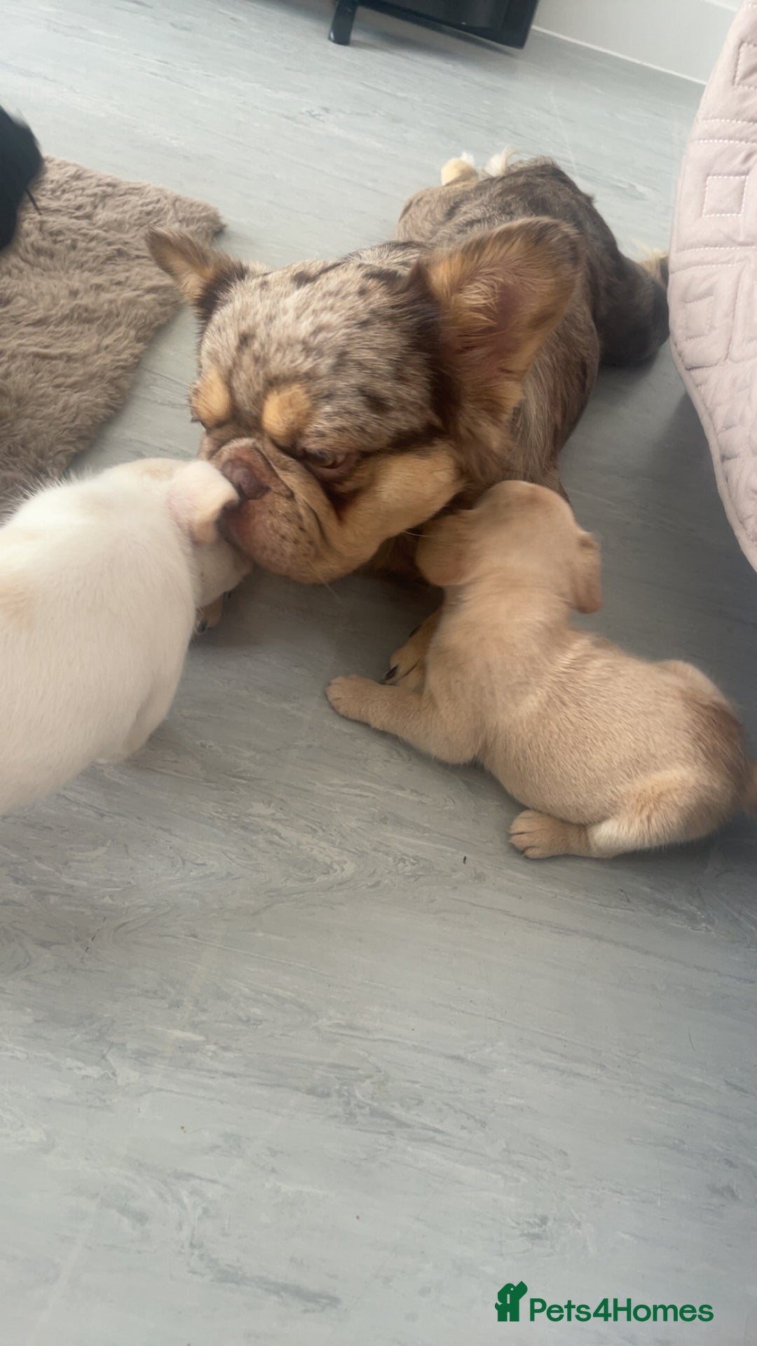 French Bulldog dogs for sale: QUALITY FRENCH BULLDOGS  - Image 14