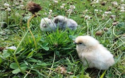 Chickens poultry for sale: Silkie chicks - Image 2