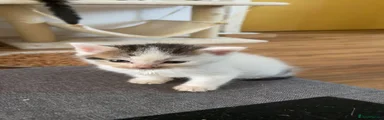 Tony
