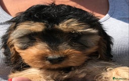 Cockapoo dogs for sale: STUNNING MINIATURE F1 COCKAPOO PUPPIES  in Slough - Image 7