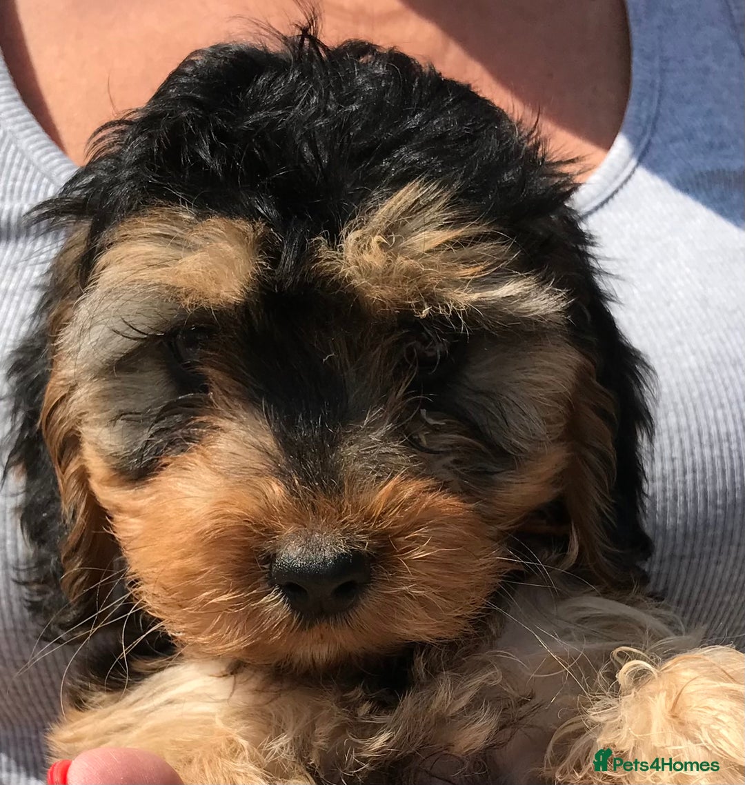 Cockapoo dogs for sale: STUNNING MINIATURE F1 COCKAPOO PUPPIES  in Slough - Image 7