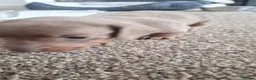 Miniature Dachshund dogs for sale: Outstanding KC Reg Mini Dachshund Puppies   in Wigan - Advert 10