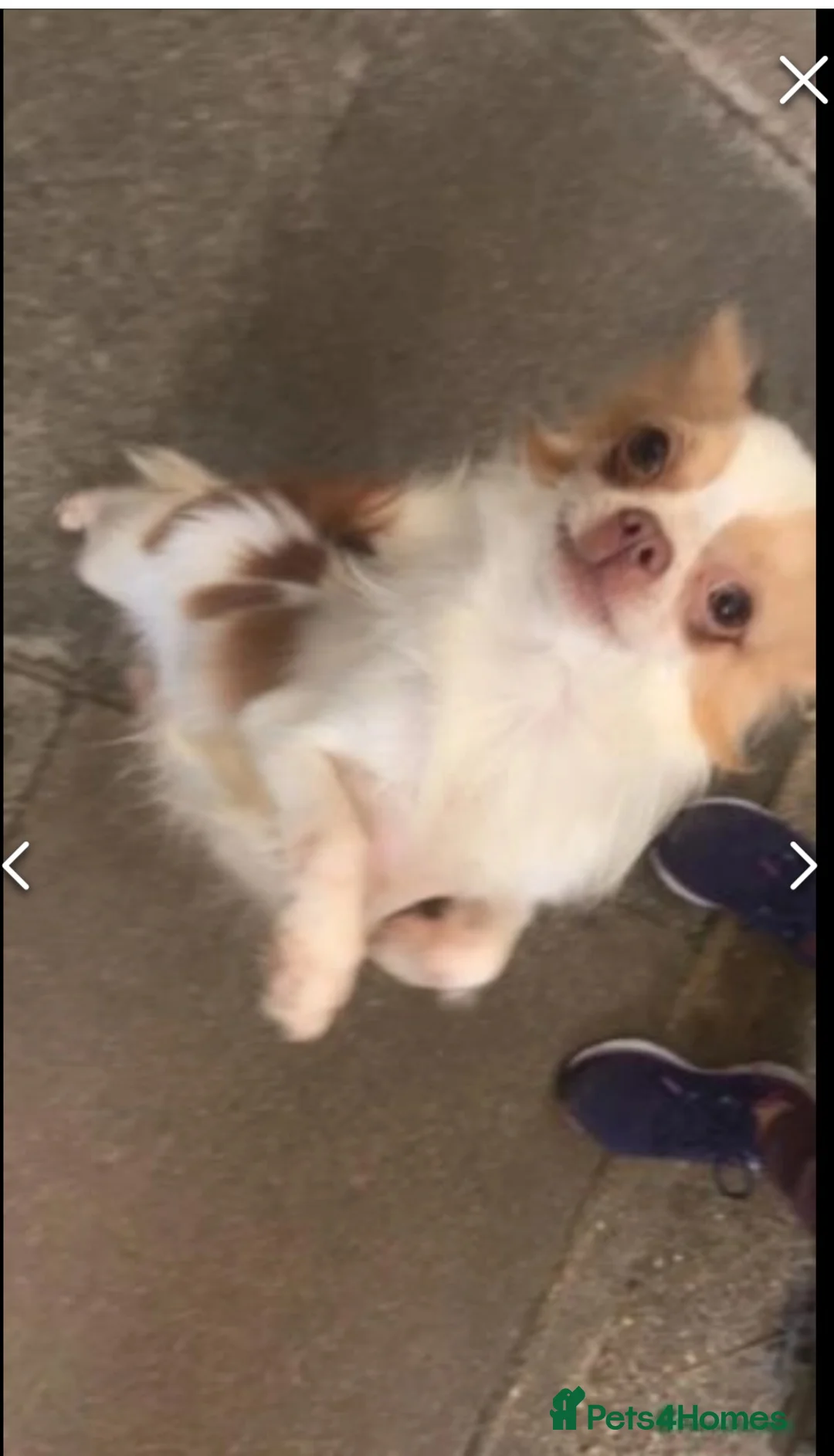 Chihuahua dogs for stud: Kc long haired chihuahua stud  in Wisbech - Advert 10