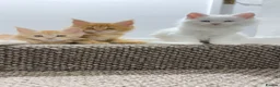 Maine Coon cats for sale: Maine Coon Kittens  - Advert 4