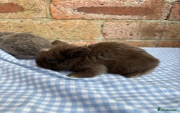Mini Lop rabbits for sale: Beautiful Pure Bred minilops  - Image 11