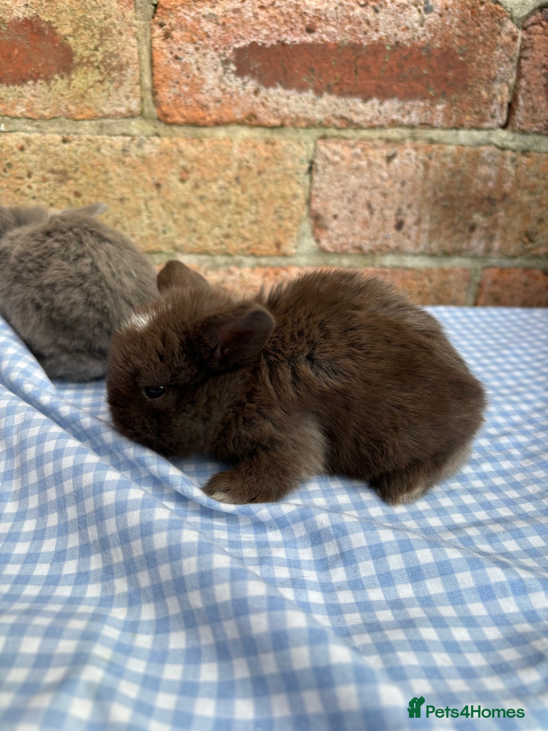 Mini Lop rabbits for sale: Beautiful Pure Bred minilops  - Image 11