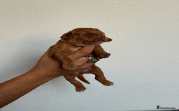 Cocker Spaniel dogs for sale: Pedigree Cocker Spaniel Puppies  - Image 7