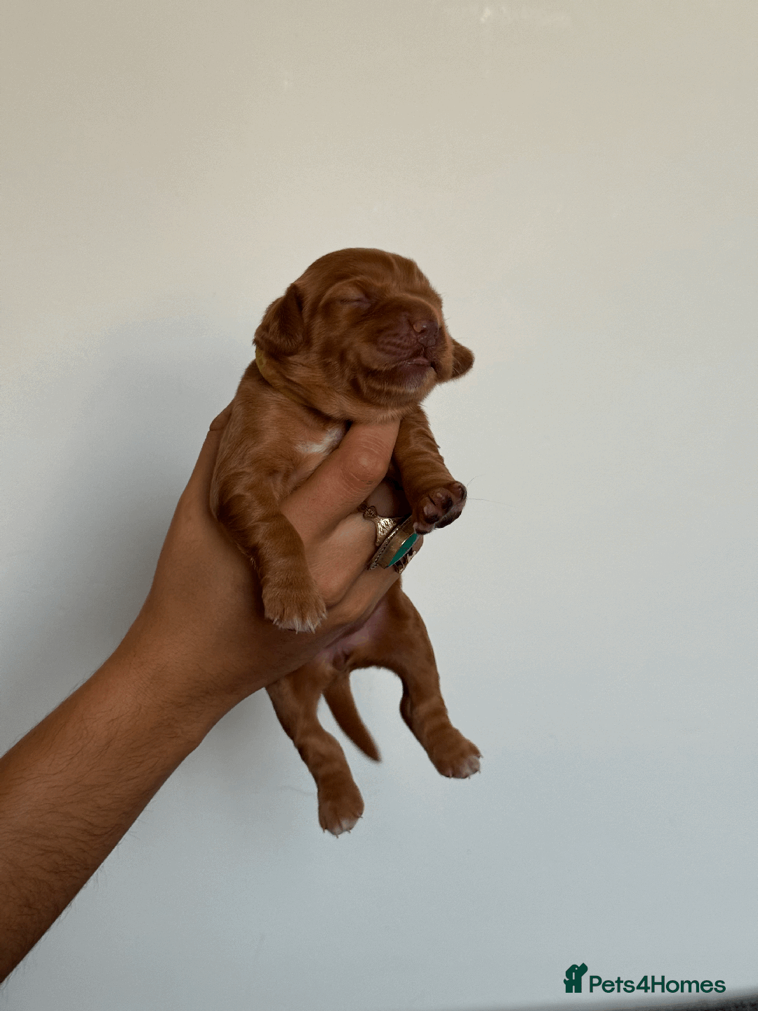 Cocker Spaniel dogs for sale: Pedigree Cocker Spaniel Puppies  - Image 7