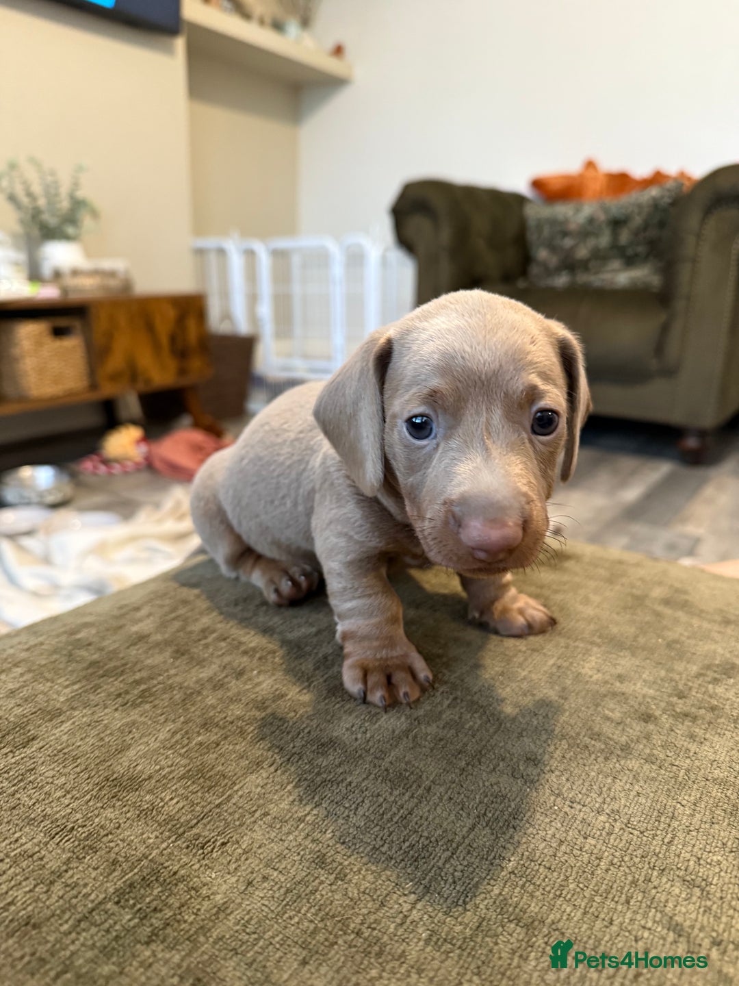 Miniature Dachshund dogs for sale: KC Reg Isabella & Tan Miniature Dachshund Puppies - Advert 24