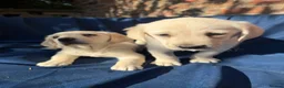 Labrador Retriever dogs for sale: Stunning Labrador/Retriever pups  - Advert 6